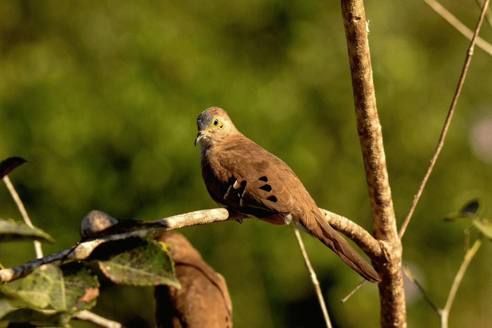 Long-Tailed Ground Dove (Uropelia campestris)