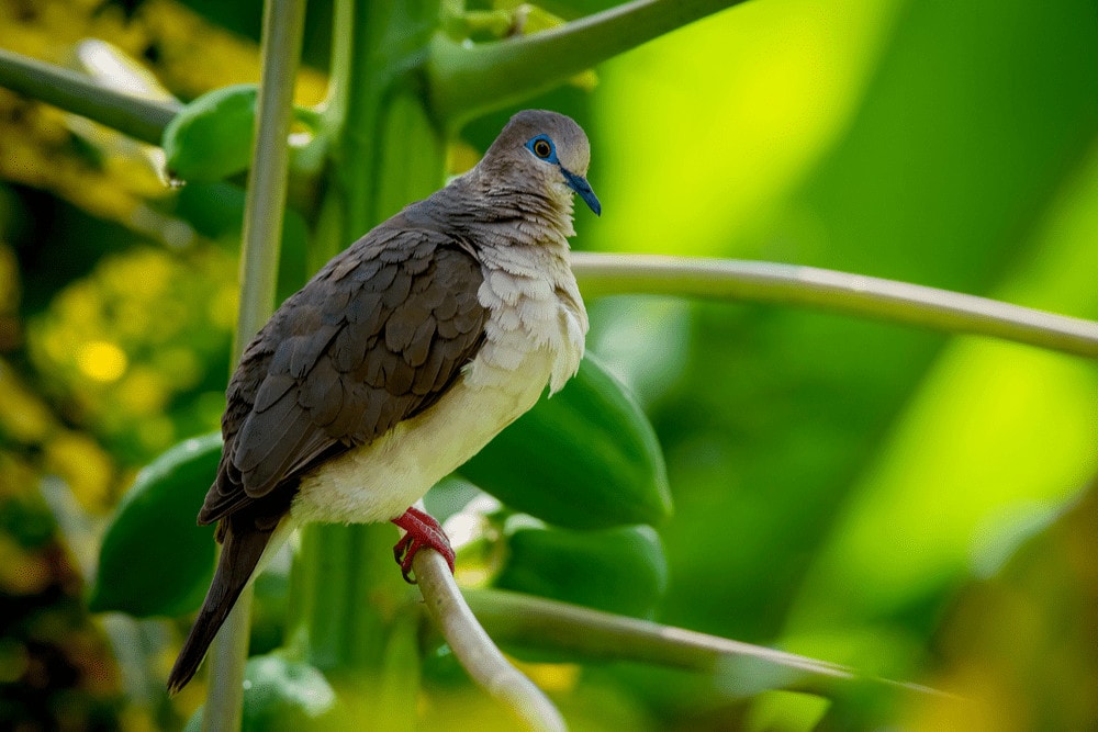 White-tipped Dove (Leptotila verreauxi)