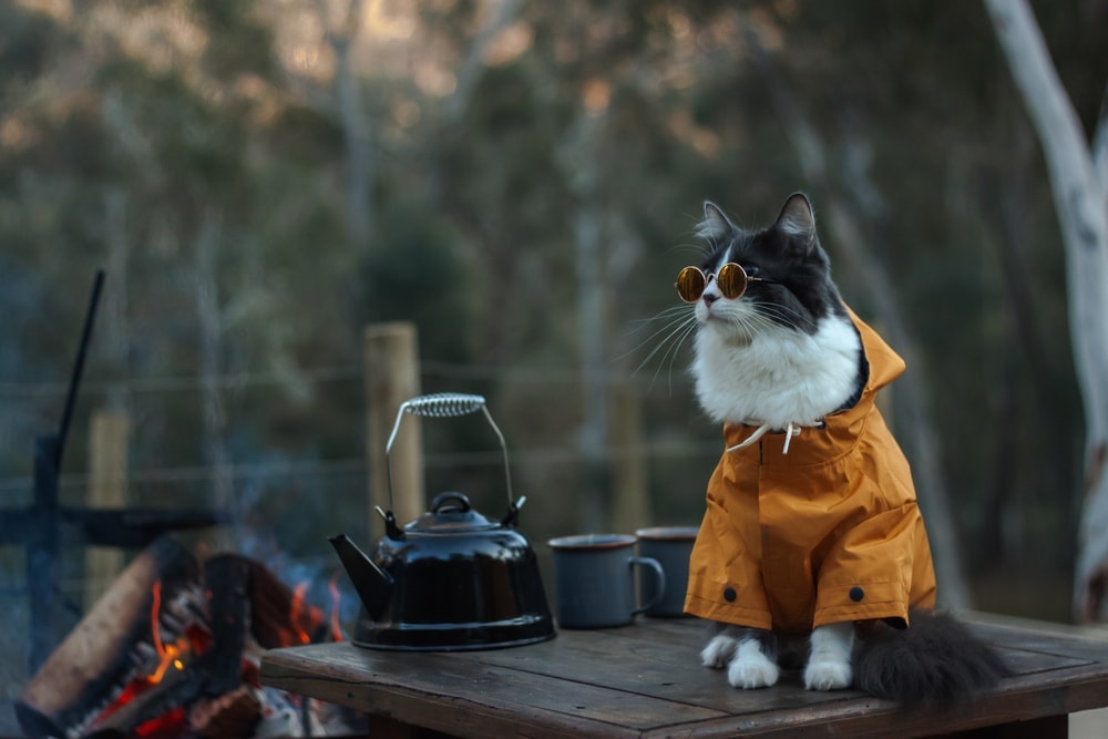 Cat camping wearing a yellow jacket and sunglasses sitting on a table