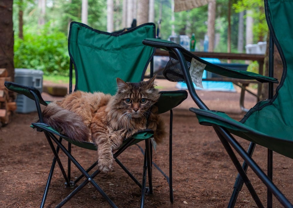 Camping with a cat sitting on a camping chair
