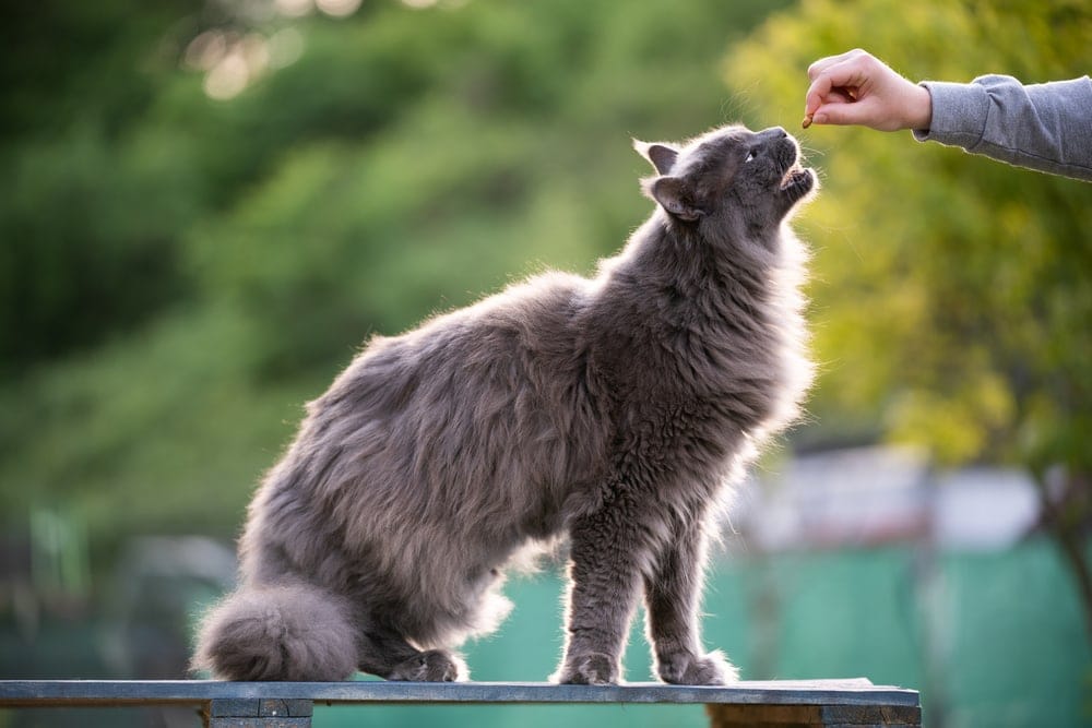 The person feeding the cat in the campground