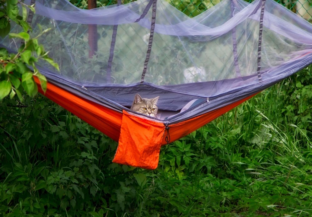 Cat inside a camping tent