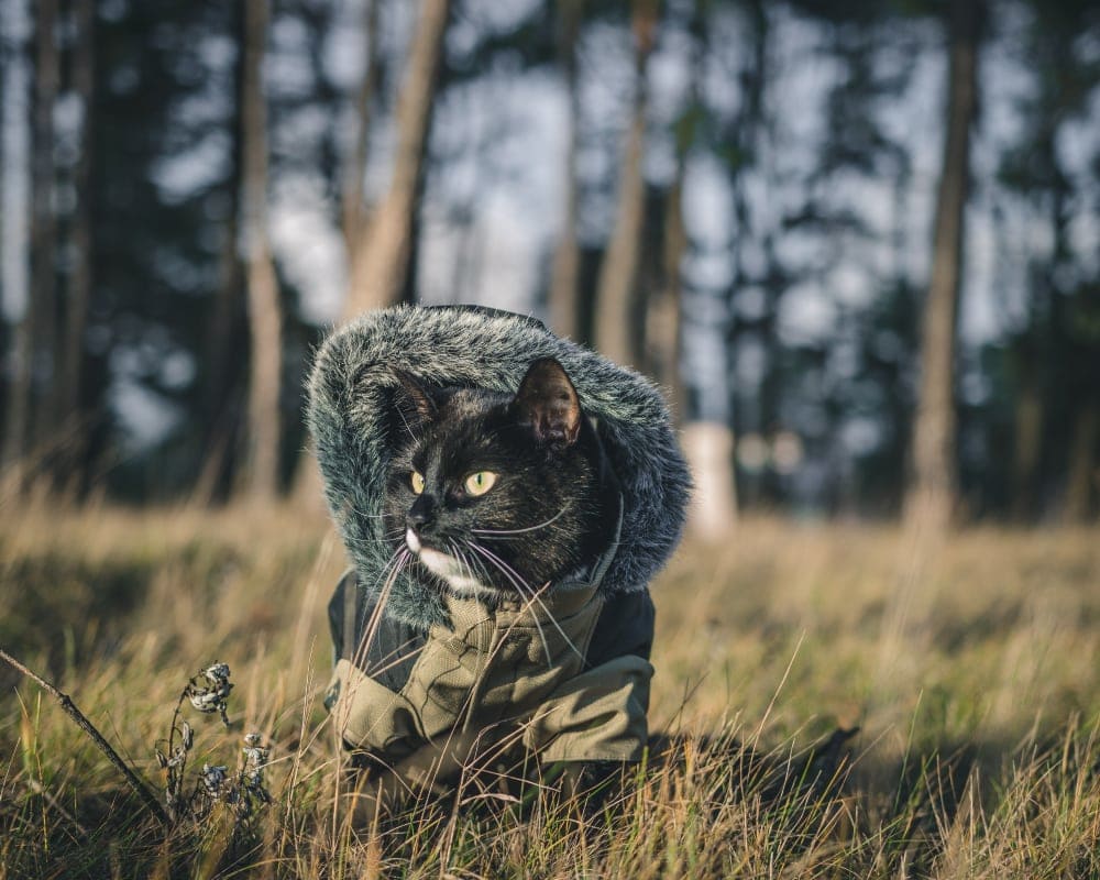 Camping with a cat who wears a little parka and his own clothes