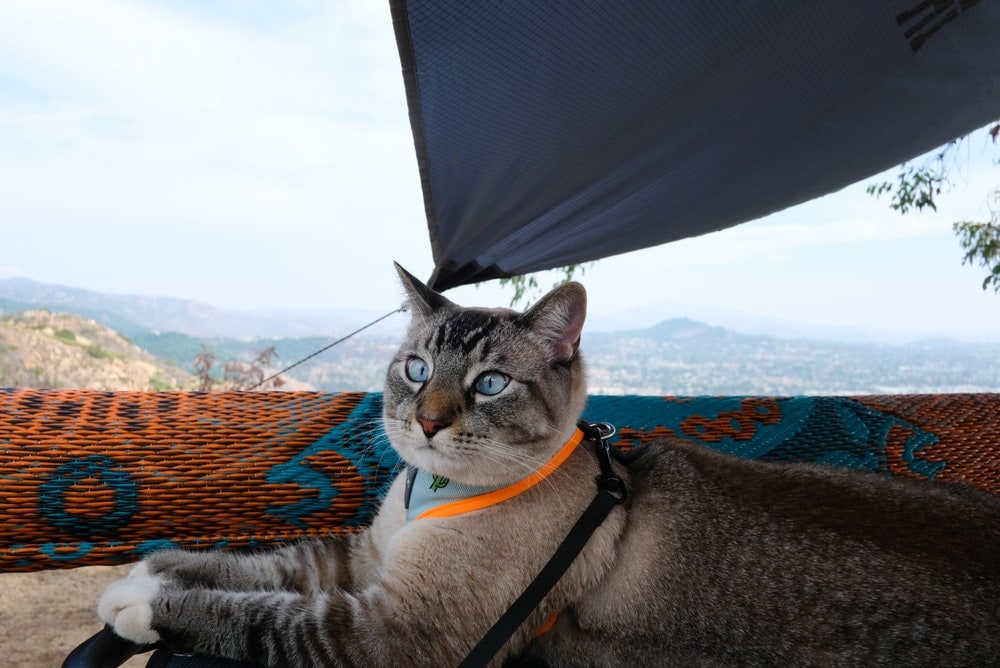 Cat on camping chilling inside a tent with a leash on the neck