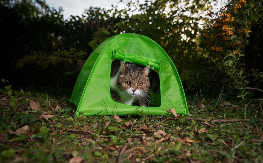 Cat inside a small pet camping tent