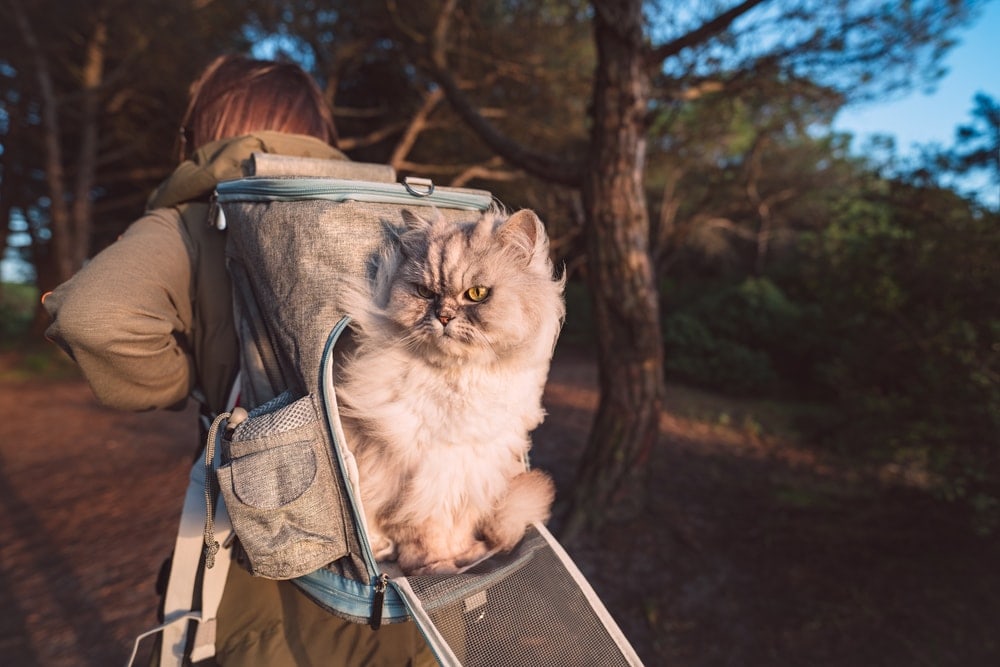 Woman wearing a cat backpack