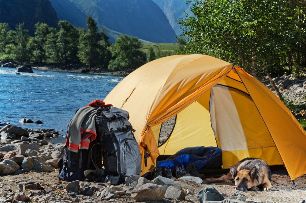 Dog under a camping tent vestibule resting
