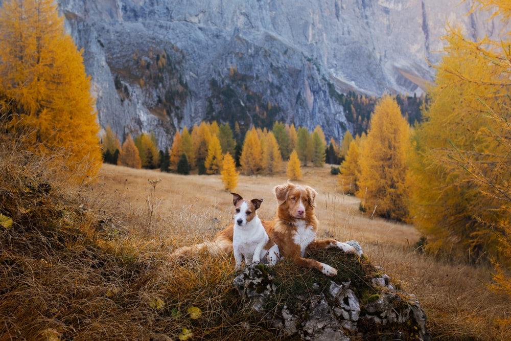 Two dogs on a rock surrounded by yellow trees in a camping park