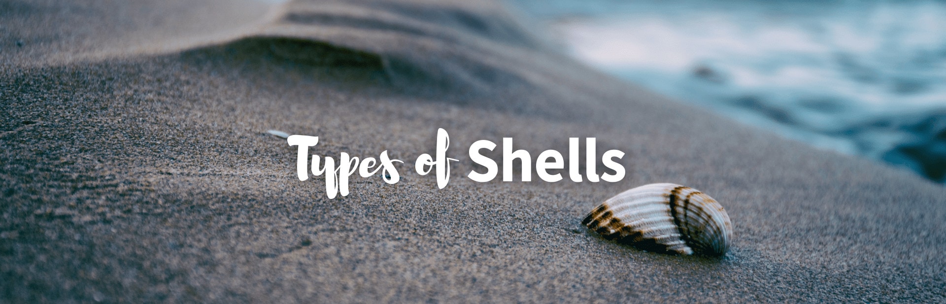 Types of shells featured photo