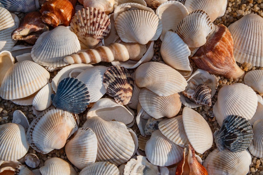 Bivalves or Bivalvia