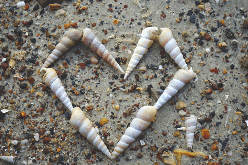 A spiral shell known as auger shell (Duplicaria kieneri)