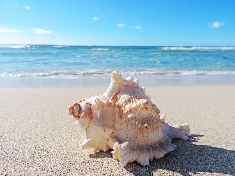 Conch Shell