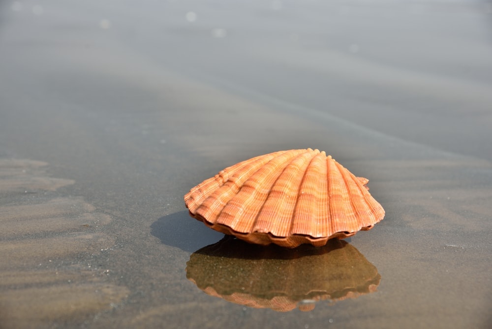 scallop or scallop shell (orange lion's paw)