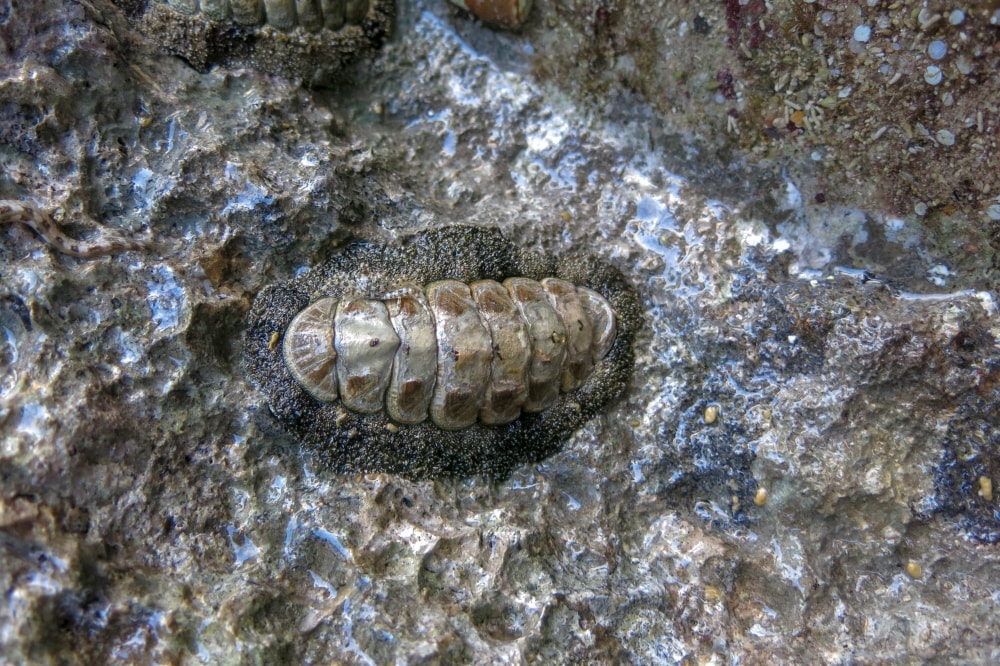Chiton or mossy chiton
