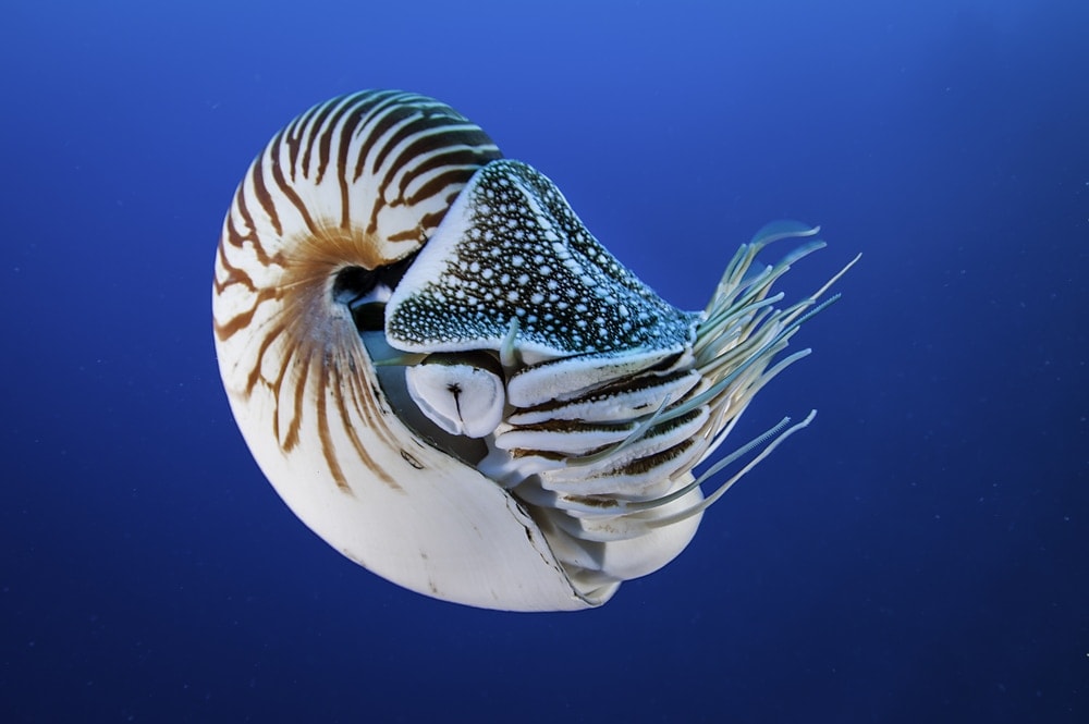 nautilus shell