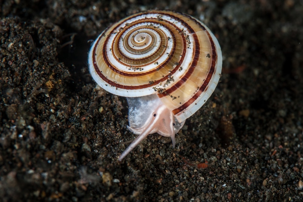 Sundial shell (Clear or Architectonica perspectiva)