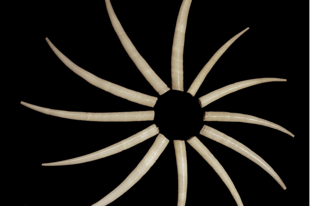 Scaphopoda (tusk shell)