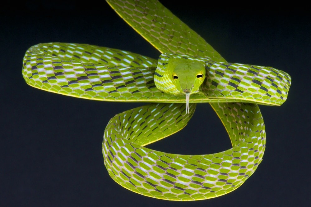 Asian Vine snake
