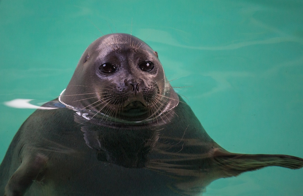 Baikal seal (Pusa sibirica)