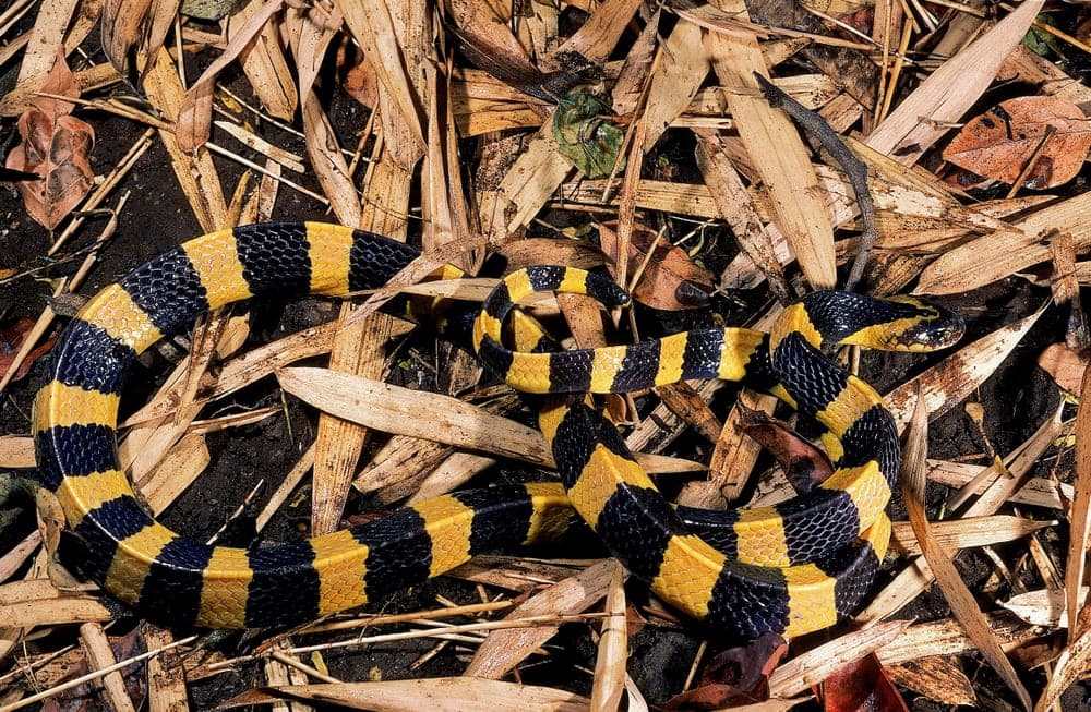 Banded Krait