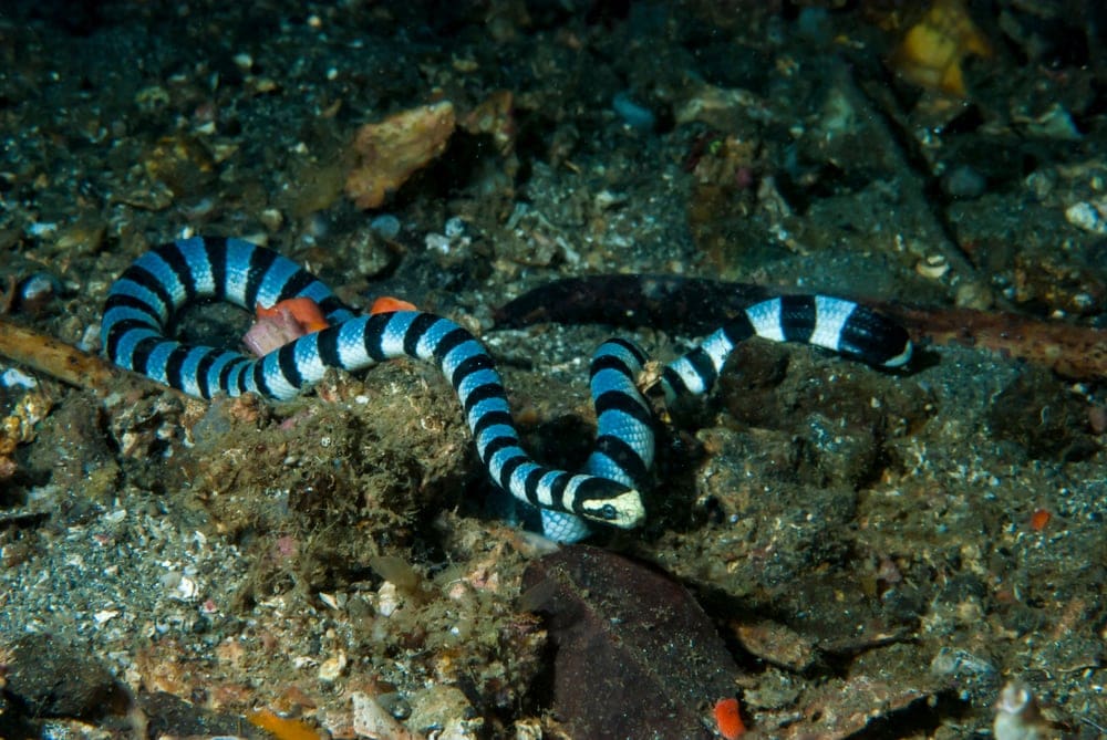 Banded Sea Krait
