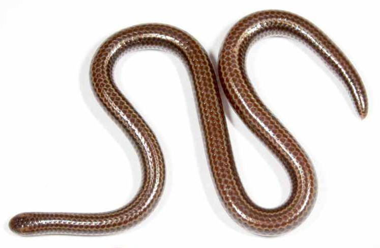 Barbados threadsnake (Tetracheilostoma carlae)