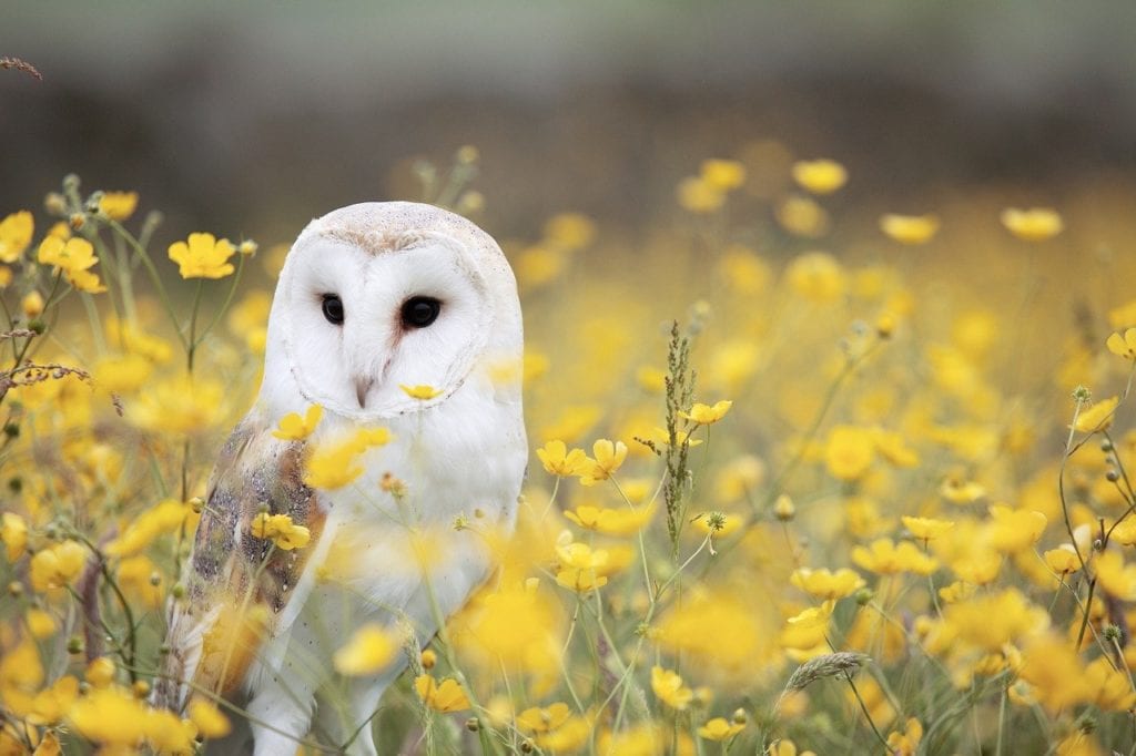Barn Owls - Family Tytonidae