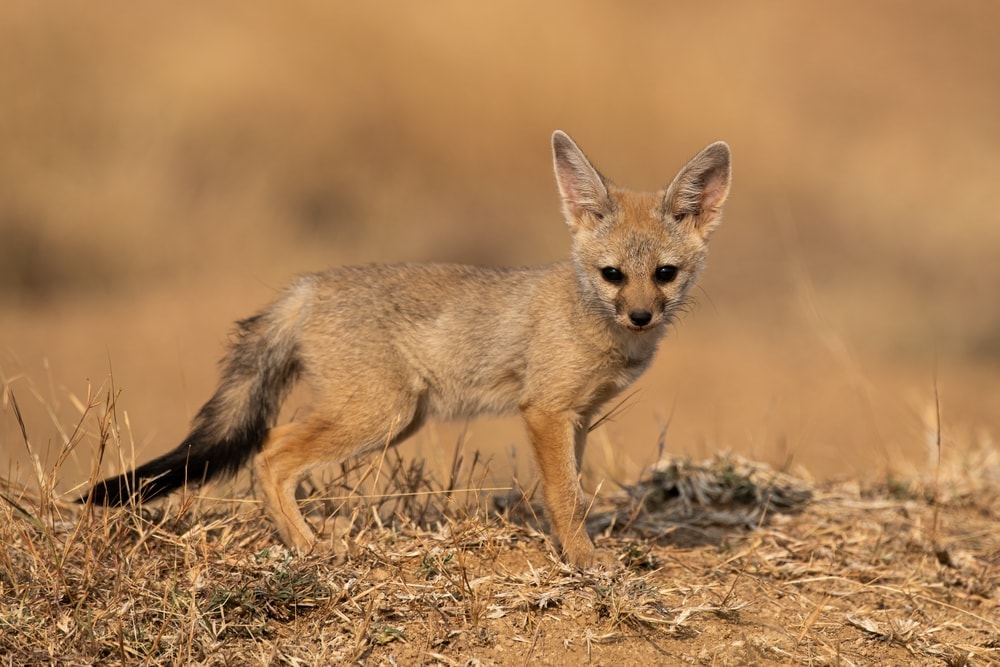 bengal fox