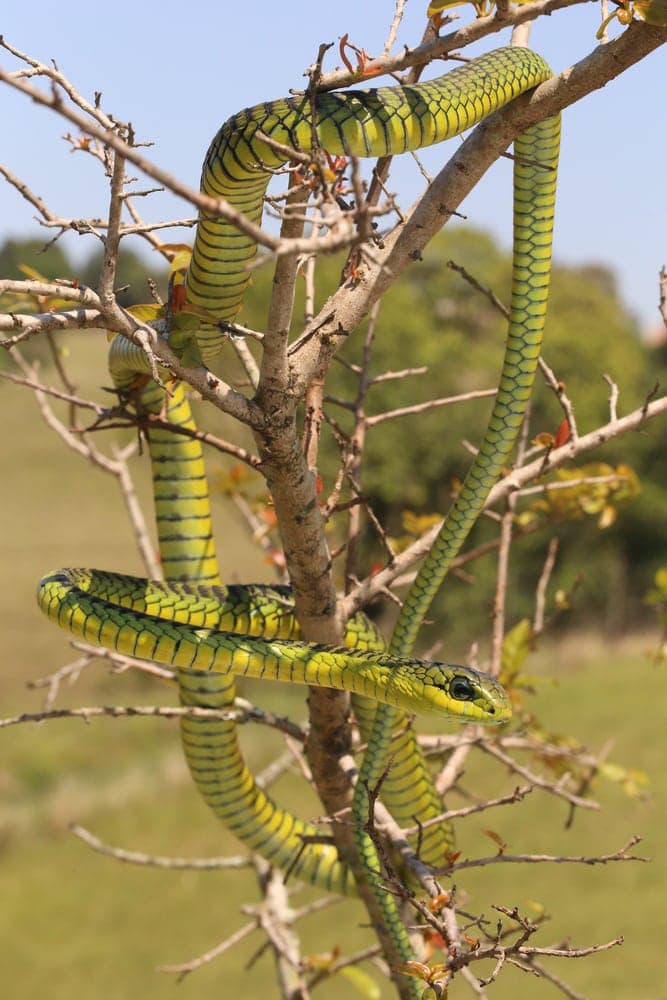 Boomslang