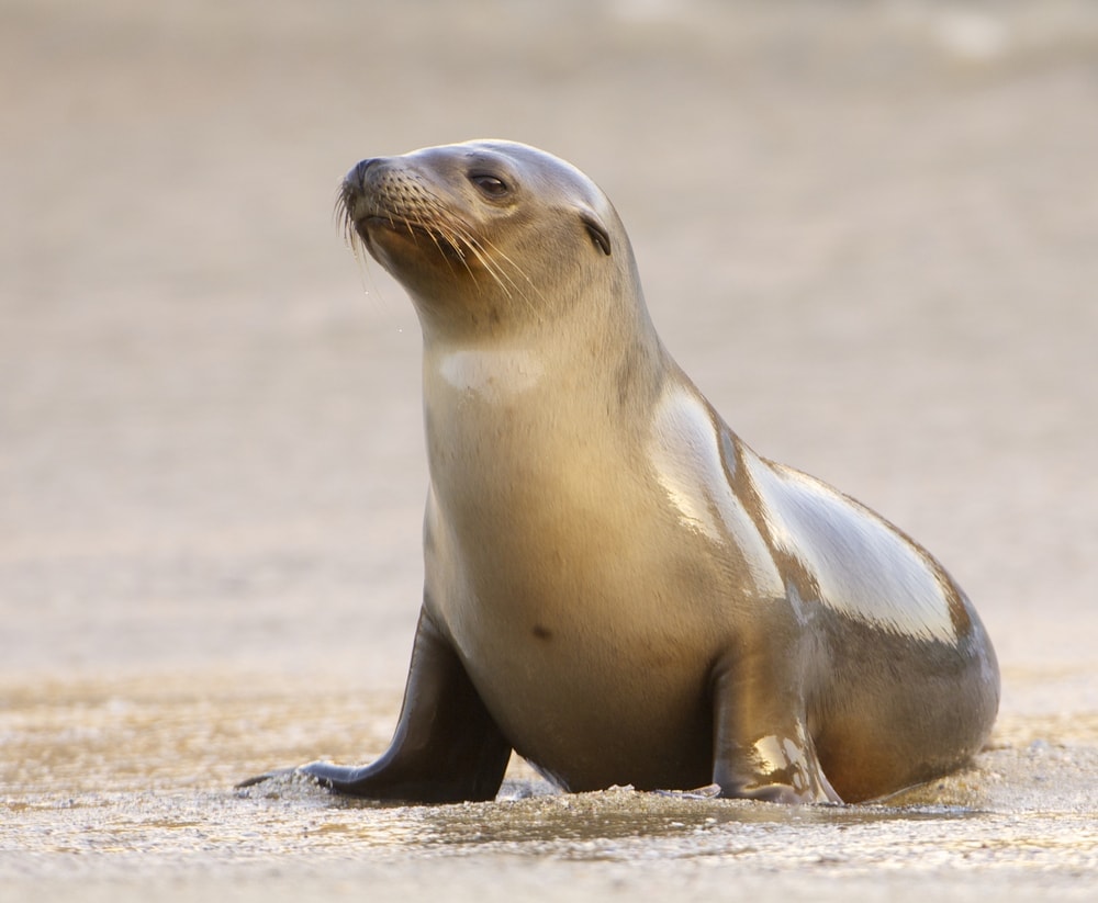  California sea lion (Zalophus californianus)