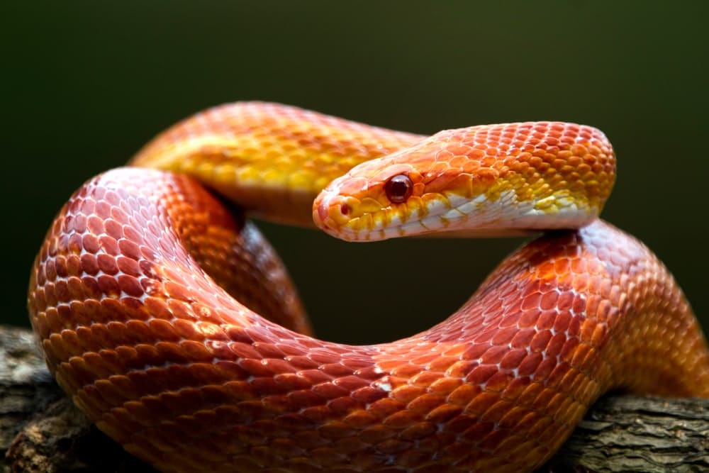 Corn Snake