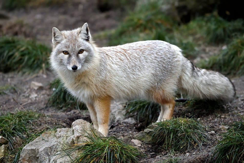 Corsac Fox