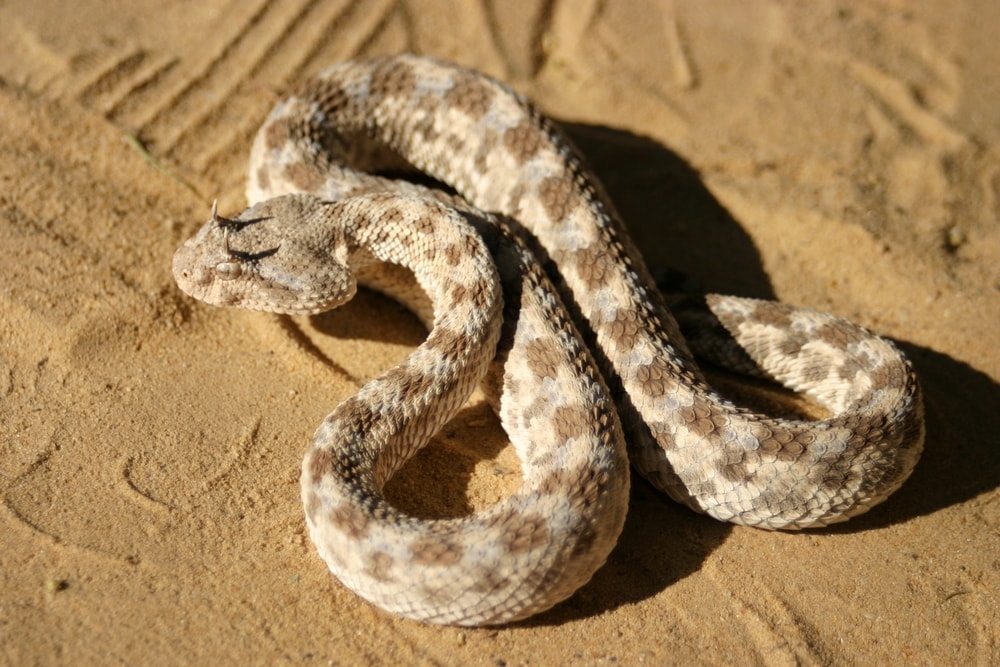 Desert Horned Viper