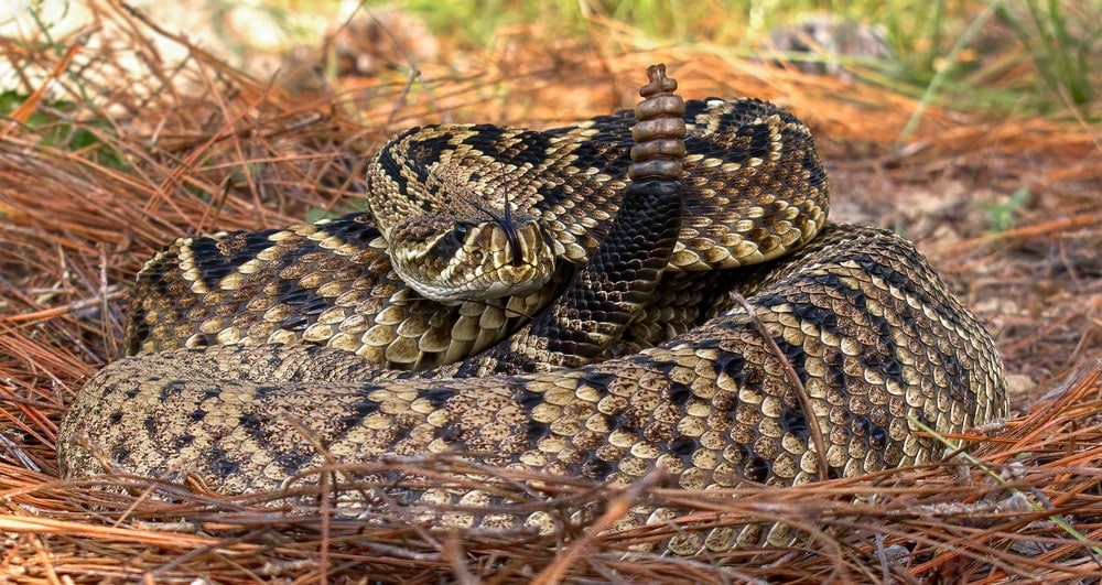 Eastern Diamondback Rattlesnake