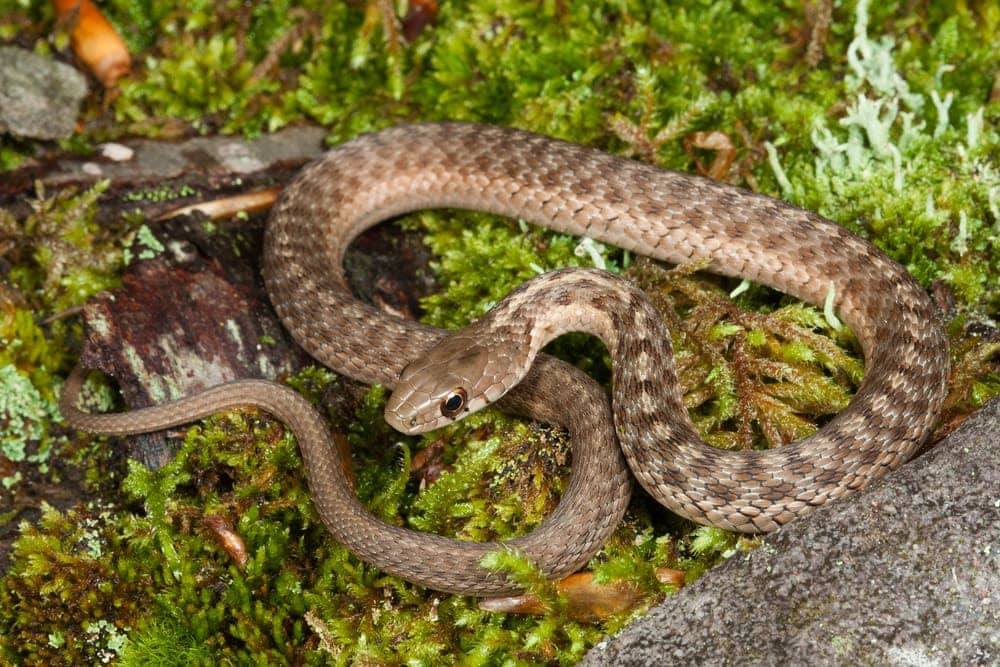 Eastern Garter Snake on a grass