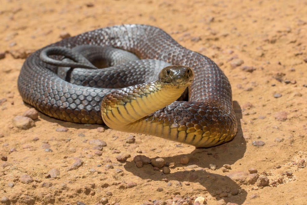 Eastern Tiger Snake