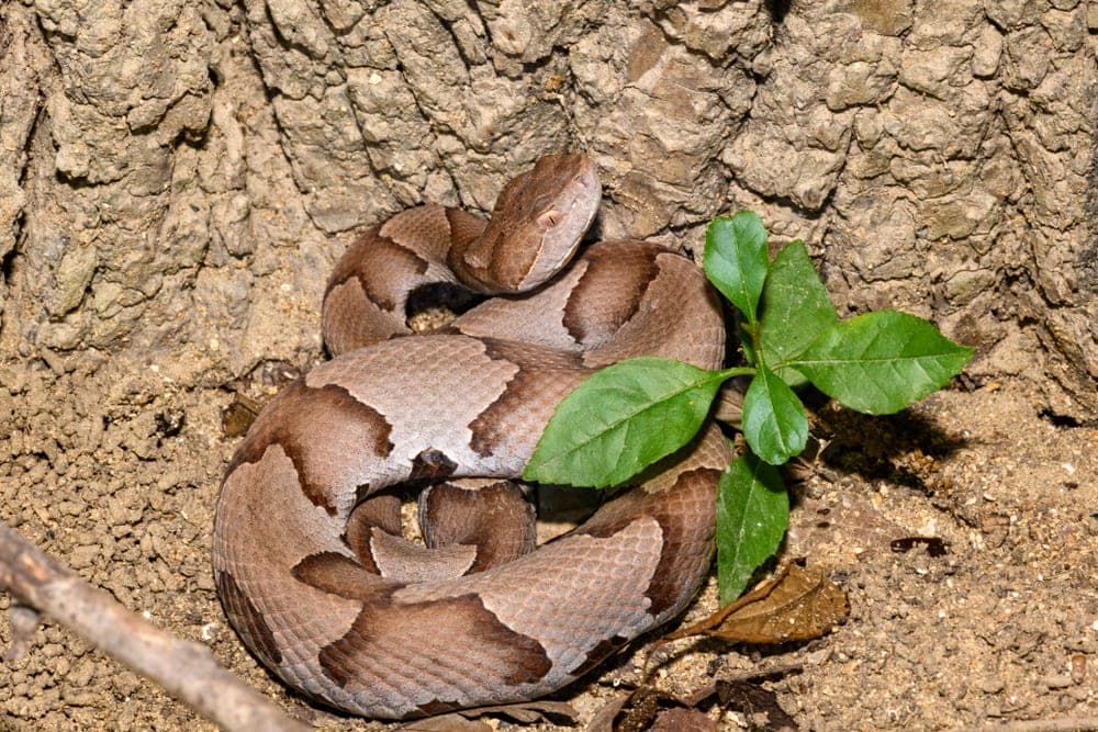 Eastern Copperhead