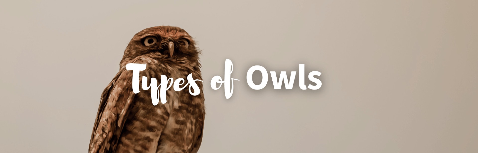 types of owls featured image