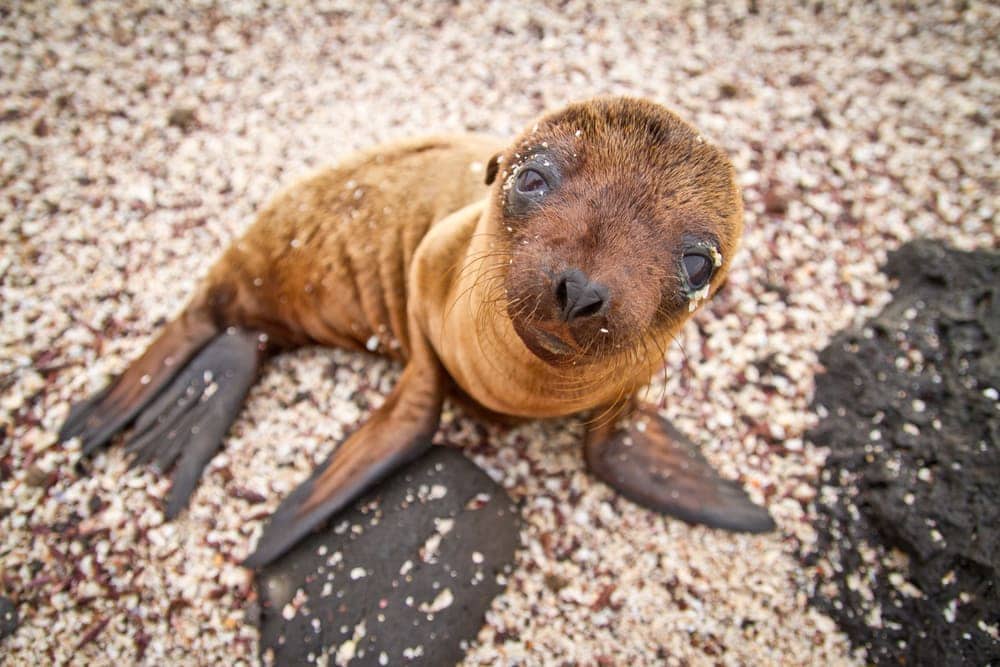 Galápagos fur seal (Arctocephalus galapagoensis)