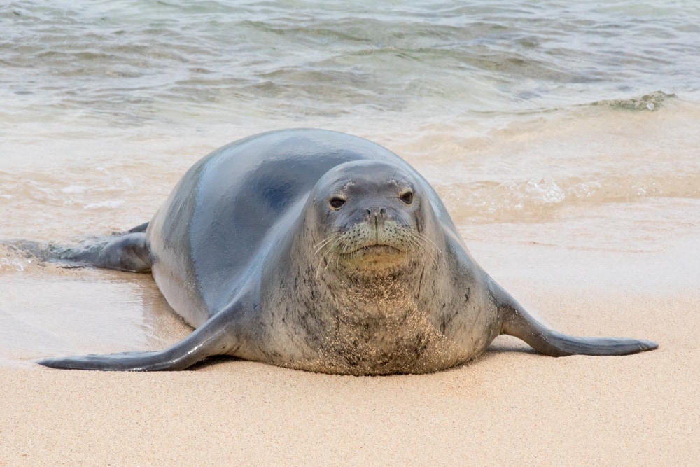 Hawaiian monk seal (Neomonachus schauinslandi)