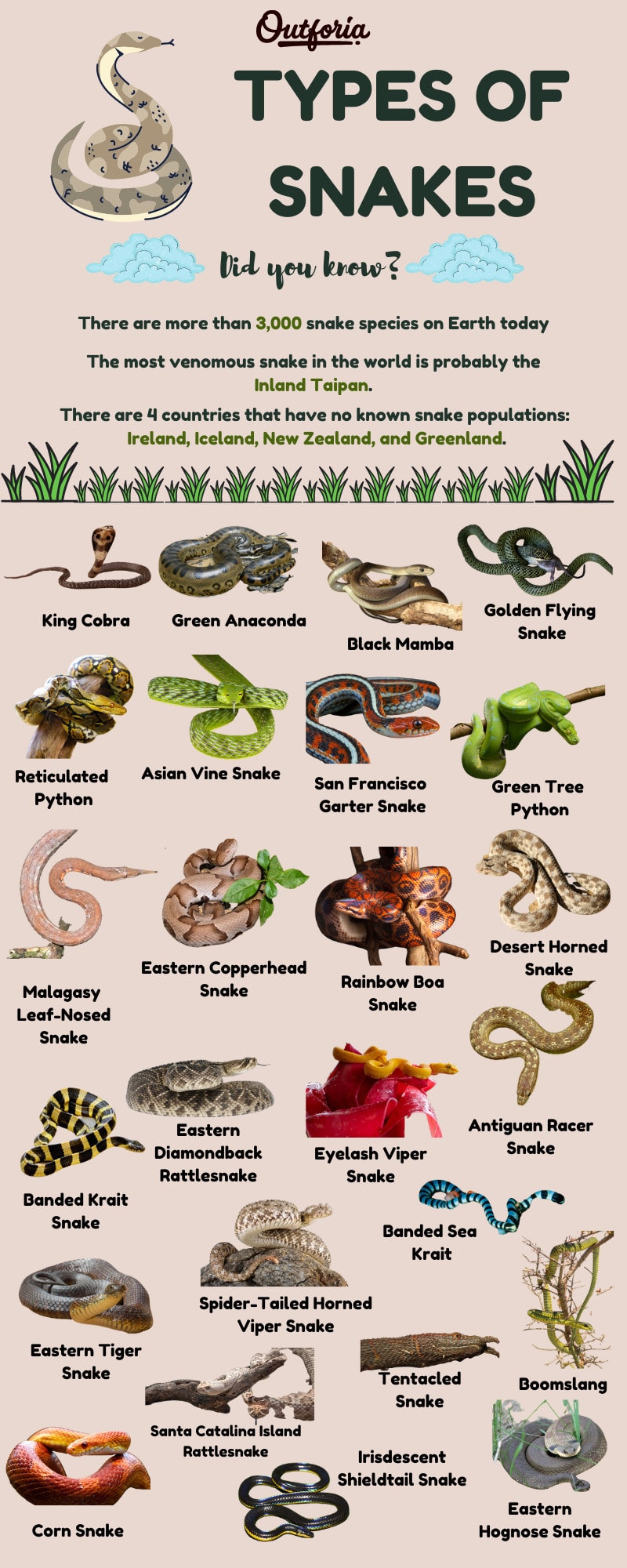 Infographic about types of snakes