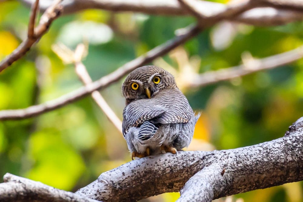 Jungle Owlet (Glaucidium radiatum) aka Barred Jungle owlet