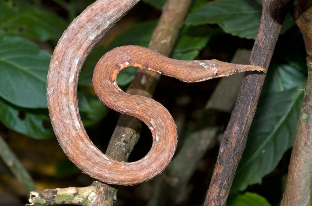 Malagasy leaf nosed snake