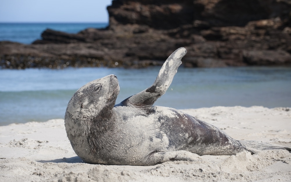 New Zealand sea lion (Phocarctos hookeri)