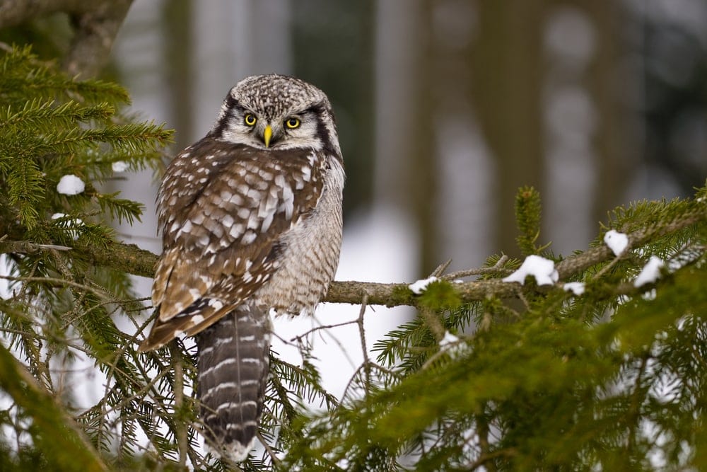 Northern Hawk Owl (Surnia ulula)
