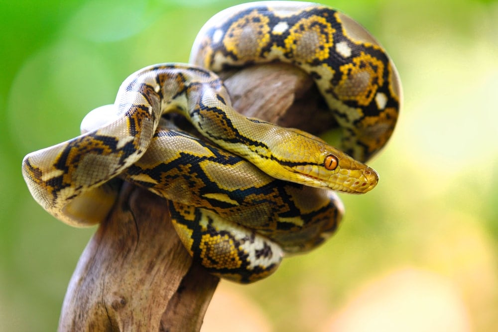 Yellow reticulated python in a branch