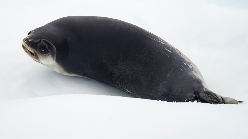 Ross seal (Ommatophoca rossi)