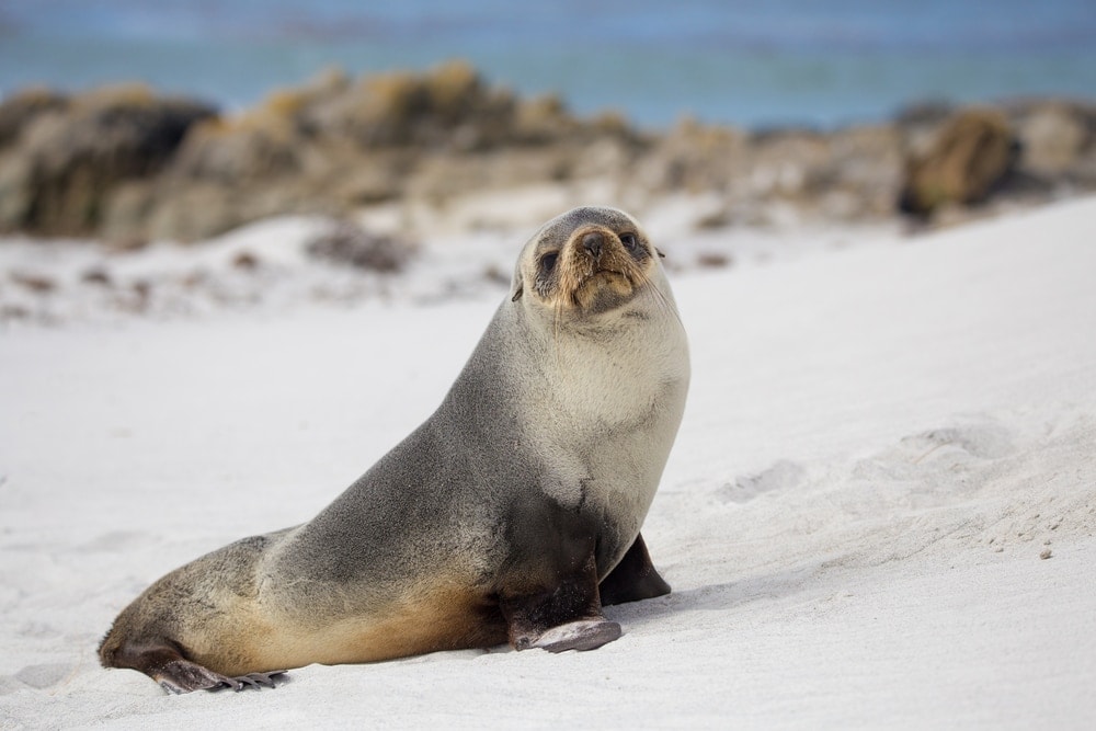 South American fur seal (Arctocephalus australis)