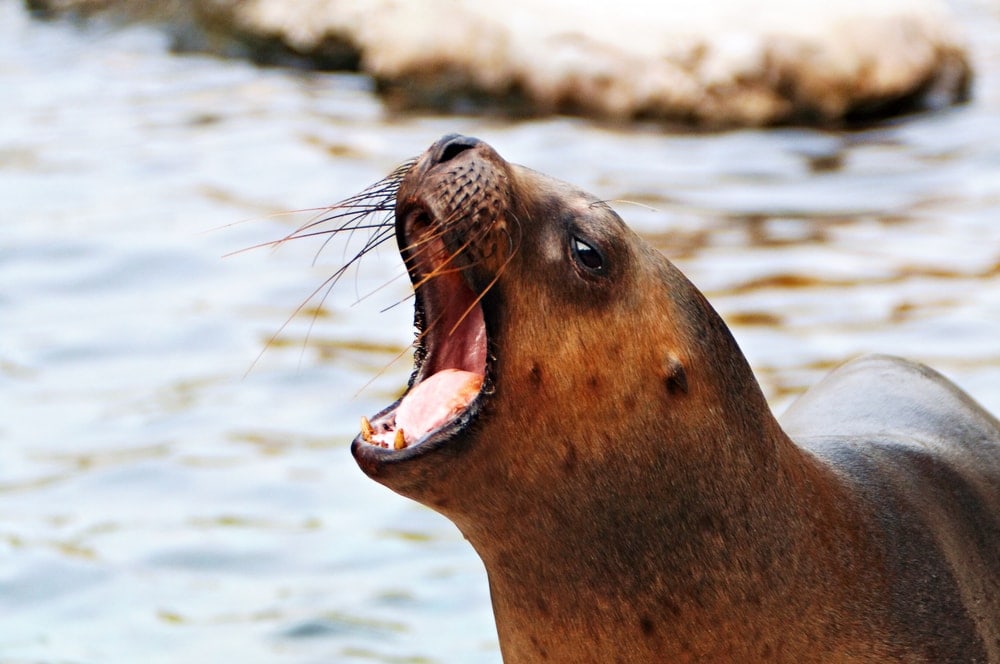 South American sea lion (Otaria flavescens)