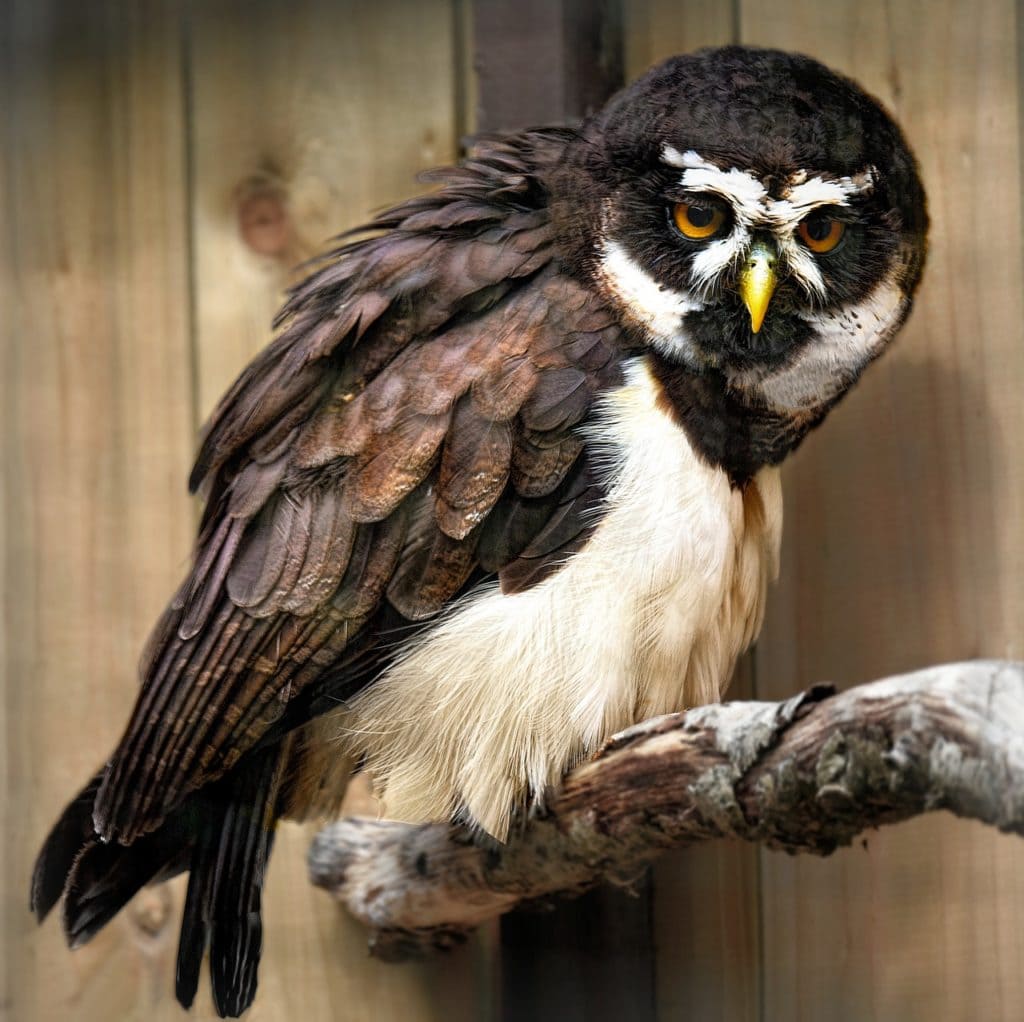 Spectacled Owl (Pulsatrix perspicillata)